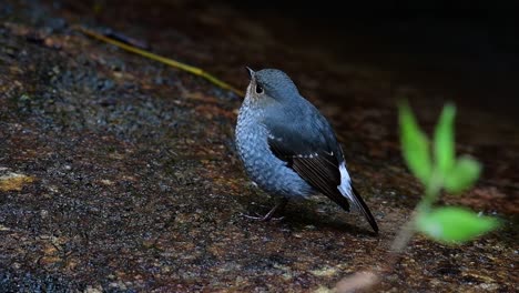 Dieser-Weibliche-Rotschwänzchen-Ist-Nicht-So-Farbenfroh-Wie-Das-Männchen,-Aber-Sicher-So-Flauschig-Wie-Ein-Knäuel-Eines-Niedlichen-Vogels