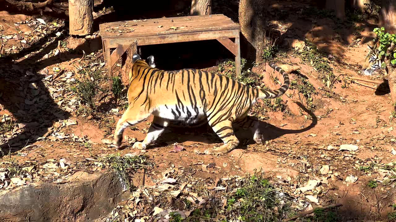태국 동물원에서 호랑이들이 그들의 구역을 탐험하고 있습니다.