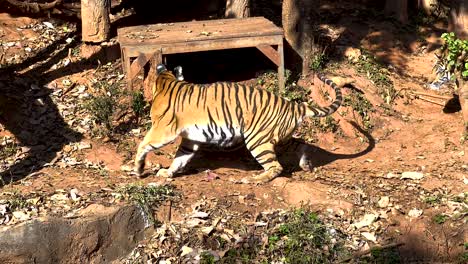 tigres explorando su recinto en el zoológico de tailandia