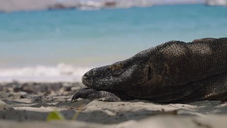 Sueño-Del-Dragón-De-Komodo,-Lagarto-Gigante-En-La-Playa-De-Arena-Blanca-Parque-Nacional-De-Indonesia,-Olas-Azules-Limpias-Del-Mar