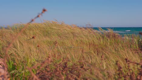 hierba seca hierba se balancea en el viento