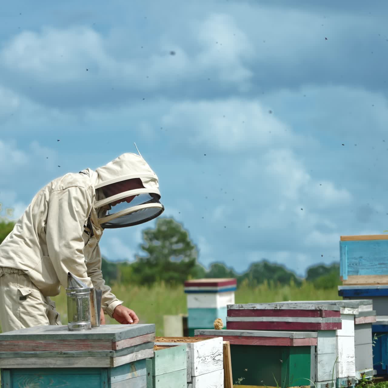 Apiarist hits the hive lid with his fist to shake off the bees. Lots of bees flying over the man and apiary. Cloudy sky backdrop