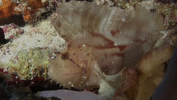 White Leaf scorpionfish on coral reef