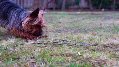 passionate yorkshire terrier dog biting and chewing a branch in the garden in slow motion