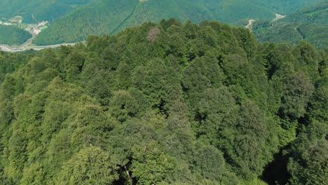 mountain forest landscape