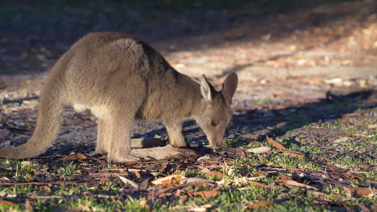 wallaby bebé pastando en el interior de australia por la mañana