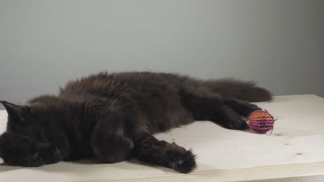 Black, tired maine coon cat asleep on a table next to pet toy &ndash; sliding shot