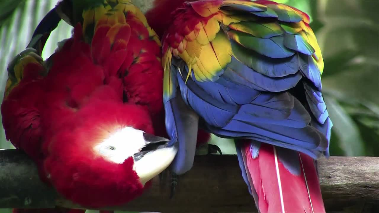 un loro guacamayo escarlata se acicala