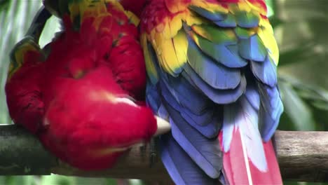 a scarlet macaw parrot preens himself