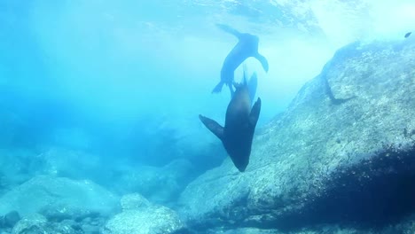 Buceo-en-México-0-05