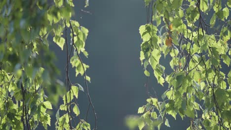 a close-up shot of lush green birch tree leaves on the delicate branches swaying in the wind on the blurry background