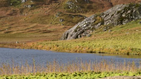 Un-Lago-Frío-De-Agua-Dulce-En-La-Hermosa-Campiña-De-Escocia