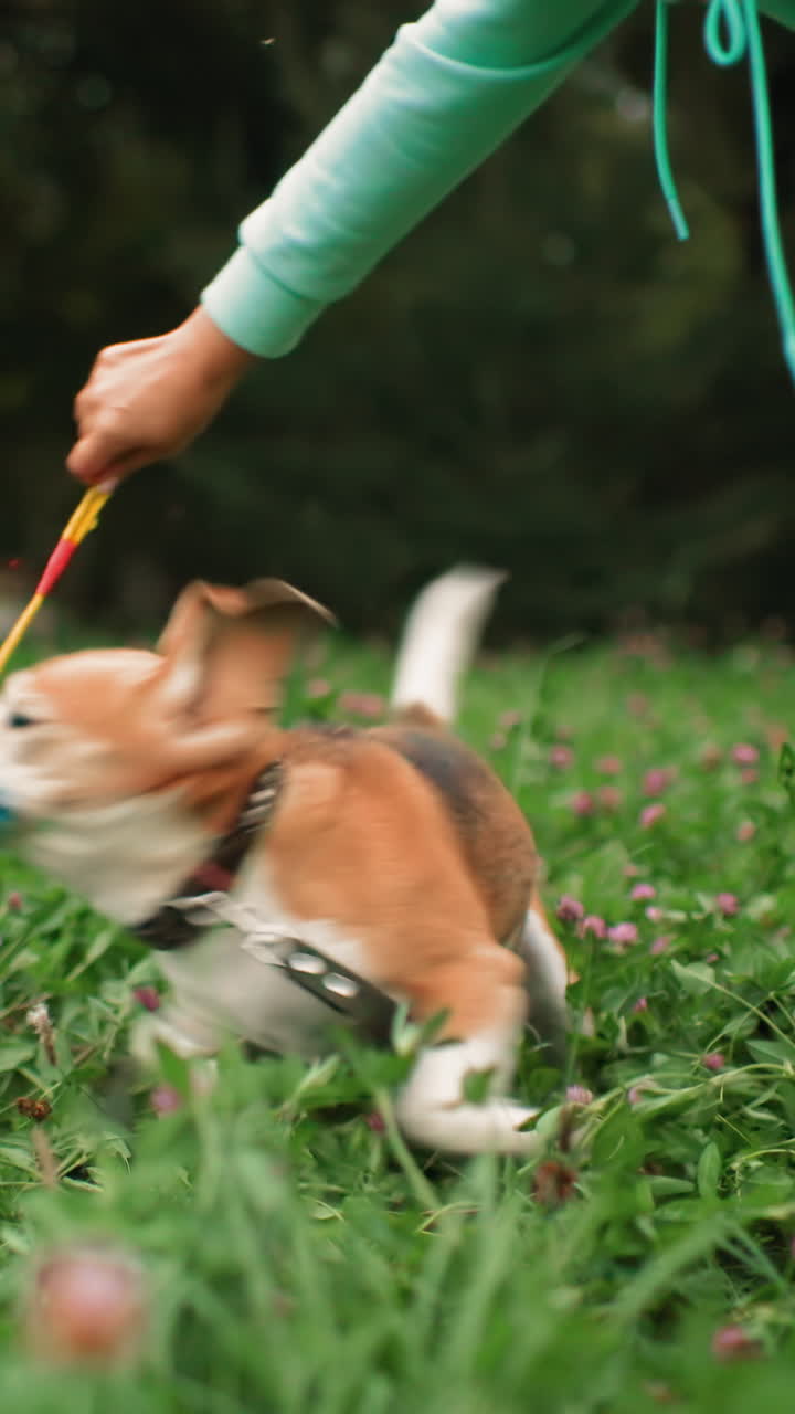 들판에서 파란색 공을 잡는 비글, 머리 위에서 장난감을 쫓는 집중하는 강아지, 밧줄에 매달린 공으로 놀리는 주인, 혀를 내밀고 헐떡거림, 생생한 클로버 밭, 빠른 움직임과 장난기 넘치는 추격, 자연 속 야외 훈련