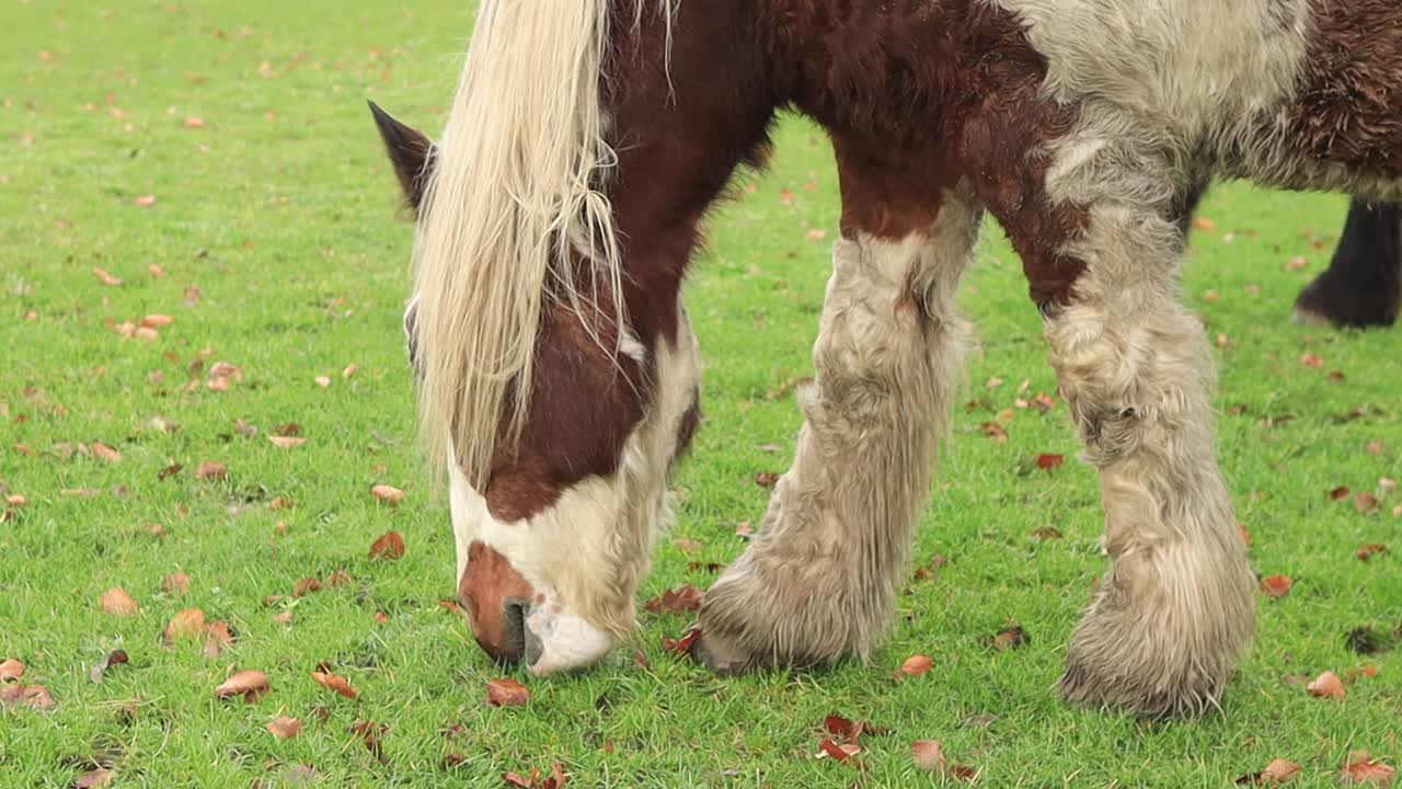 primer plano del típico caballo frisón blanco y marrón con marcas en la piel de su abrigo de piel en un prado verde pastando alejándose revelando toda la criatura del ganado