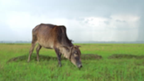 single-brown-color-indian-cow-grazing-grass-at-meadow-while-raining-on-a-rainy-season