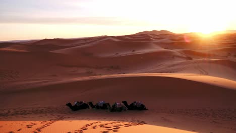 panning shot of sunset over desert dunes with camels lying in the foreground