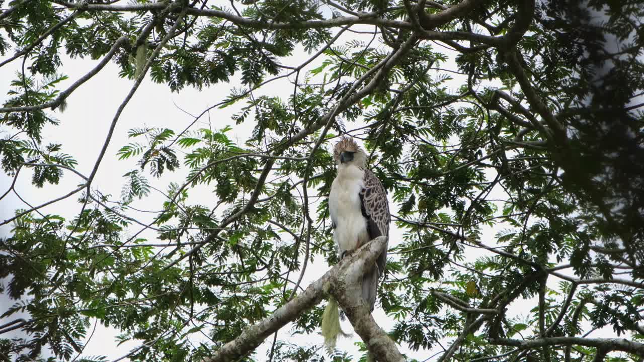 mirando hacia la parte delantera derecha sacudiendo la cabeza mientras el viento sopla en lo profundo del bosque, águila filipina pithecophaga jefferyi, filipinas