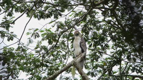 mirando hacia la parte delantera derecha sacudiendo la cabeza mientras el viento sopla en lo profundo del bosque, águila filipina pithecophaga jefferyi, filipinas