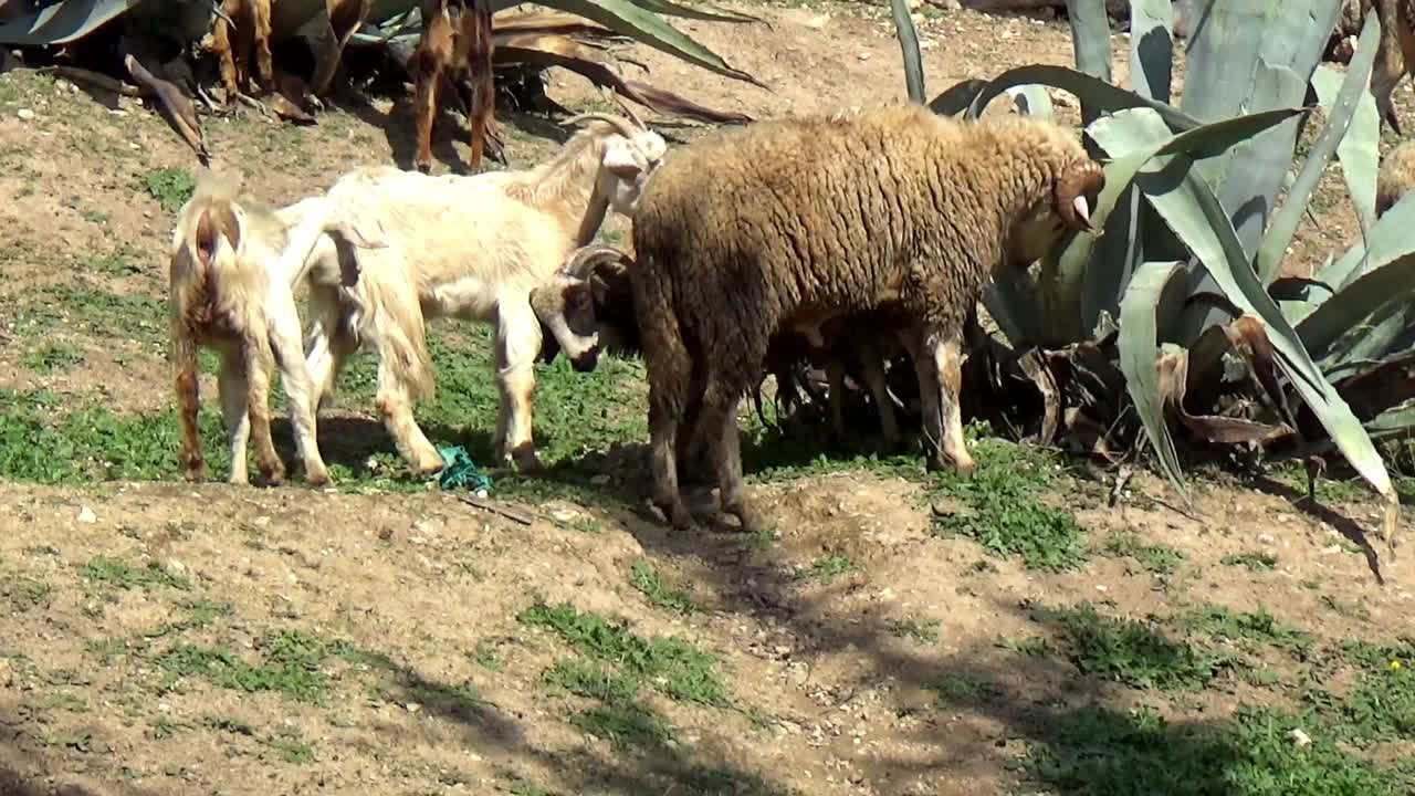 goat and ram fighting each other outdoors