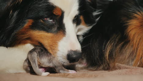 pastor australiano cuida a su cachorro recién nacido 04