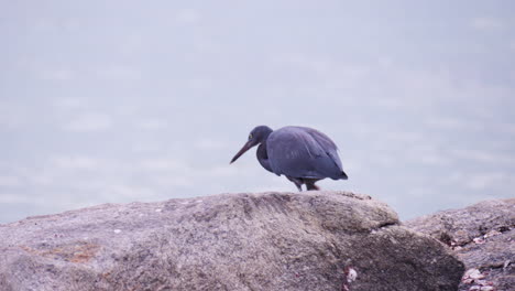 tracking shot of pacific reef heron bird hunting for fish walking on a rocks looking at sea water tide pool -slow motion