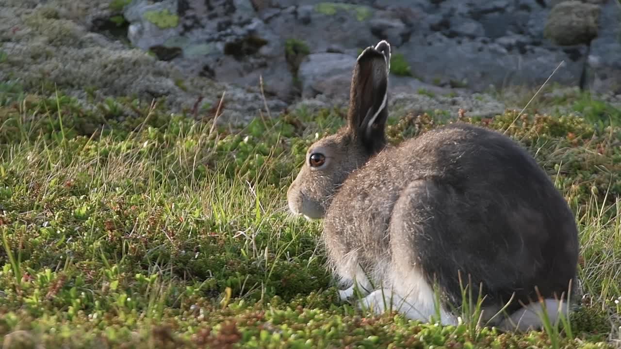 Vild skogshare som sitter på mossiga stenar i norsk natur, närbild