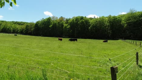 Schöne-Grüne-Grasweide-Vor-Grünem-Wald-Unter-Blauem-Himmel,-Darauf-Hochlandrinder,-Elektrozaun-Im-Vordergrund