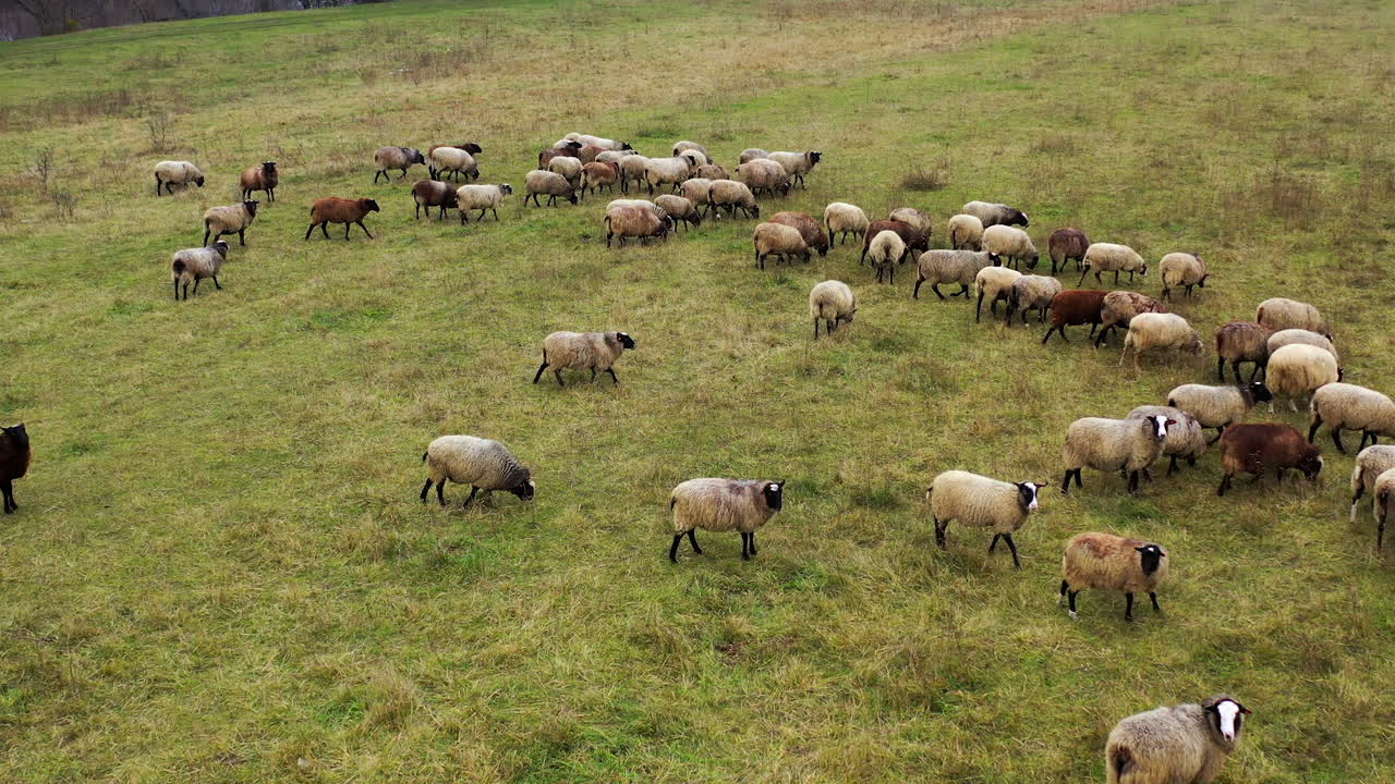 Herd of sheep on pasture. Beautiful woolly domestic animals grazing on field. Group of brown sheep eating grass on a meadow. Aerial view.