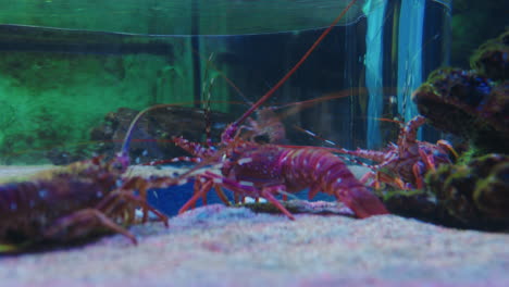 happy girl in aquarium looking at crayfish in tank excited child watching marine animals in oceanarium having fun learning about sea life in aquatic habitat