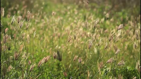 wild grass field