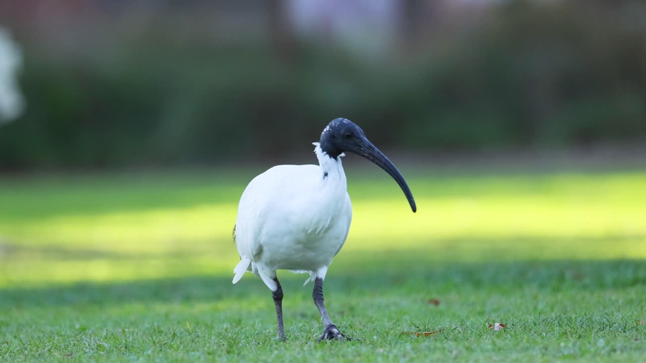 ibis caminando y buscando alimento en el campo de hierba