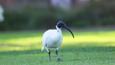 ibis walking and foraging on grassy field