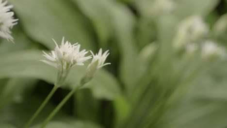 ramsons flowers wild garlic growing