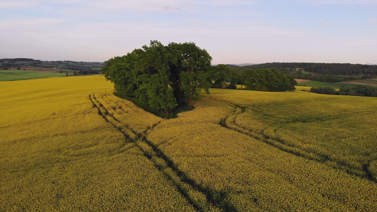 Alberi al centro di un campo di colza giallo dorato, paesaggio rurale aereo