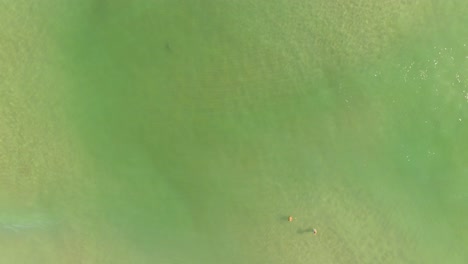 danger, shark in the emerald waters near two swimmers, aerial shot over the ocean