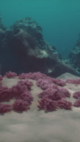 coral reefs underwater