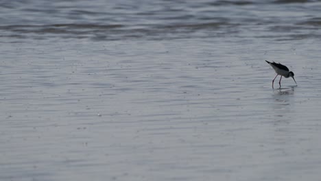 black legged stilt shorebird foraging in the mudflats of elkhorn slough nature preserve