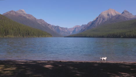 Hund-Spielt-Im-Wasser-Des-Bowman-Lake-Im-Glacier-National-Park,-Montana