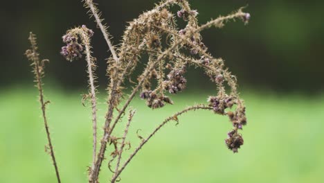 un primer plano de las plantas espinosas marchitas en el fondo borroso