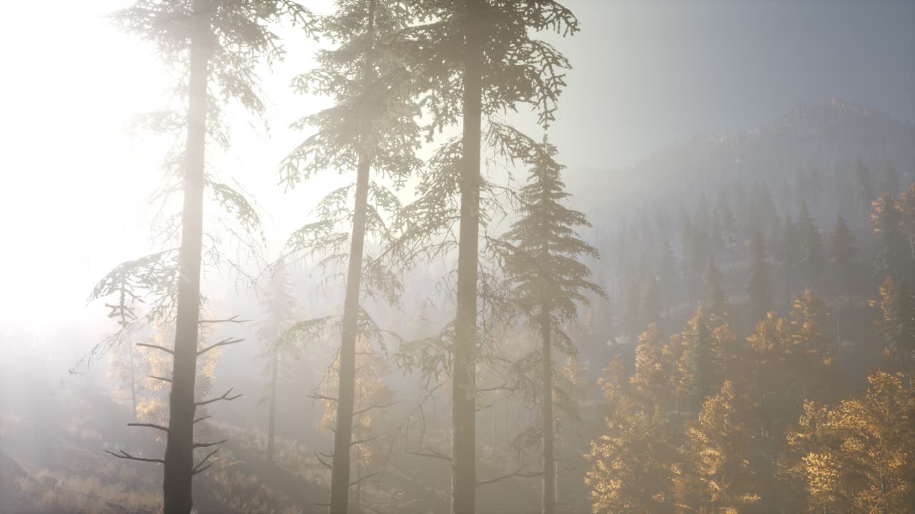 아침에 안개 속에 있는 평온한 분위기 있는 숲