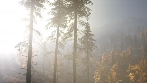 Calm-moody-forest-in-misty-fog-in-the-morning