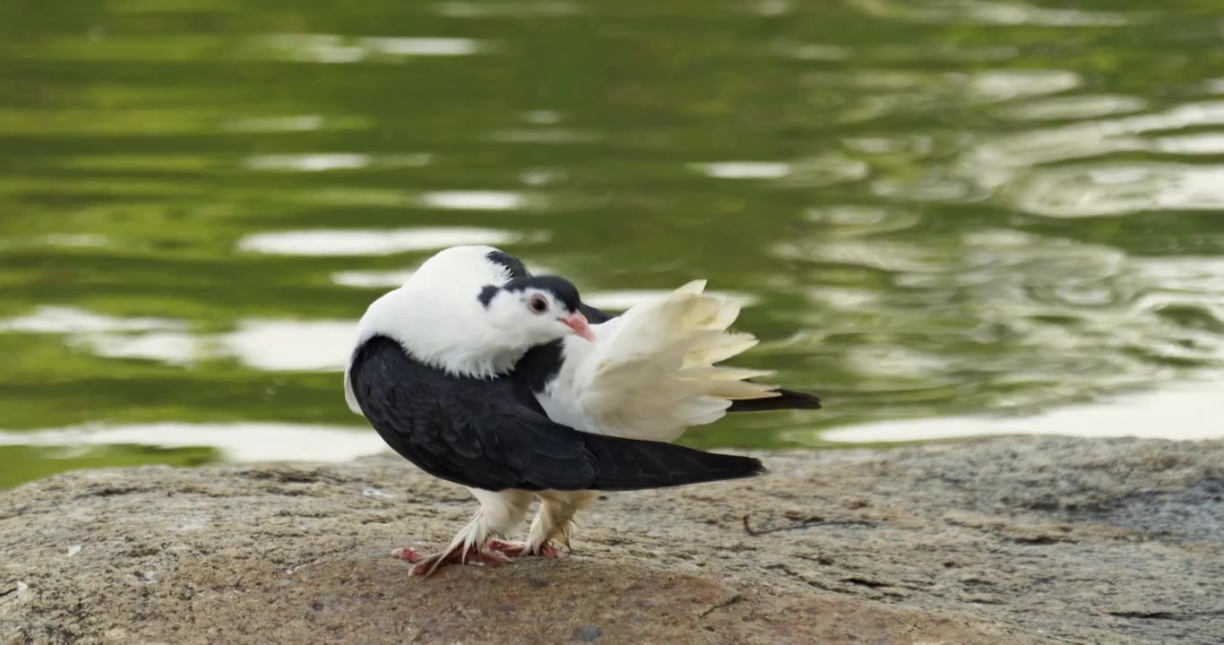 Un sorprendente uccello bianco e nero cammina con grazia lungo il bordo dell'acqua, mostrando le sue caratteristiche uniche.