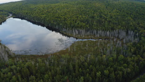 Aerial-view-of-a-mirror-like-pond-in-the-middle-of-a-very-dense-forest