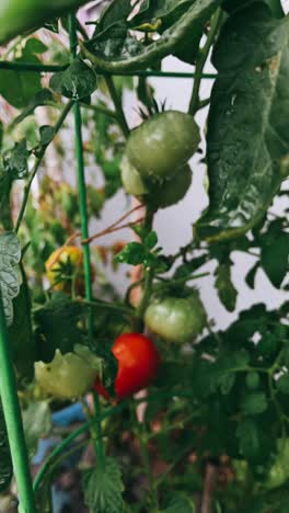 ripe and green tomatoes growing in garden