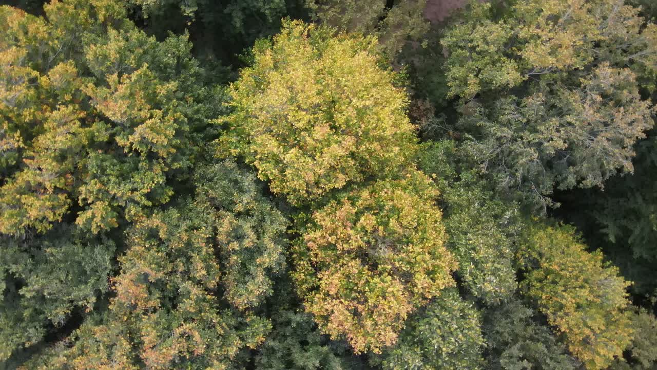 Drone Flying Above Natural Forest
