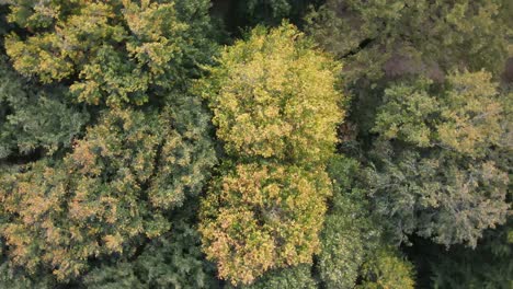 Drone Flying Above Natural Forest