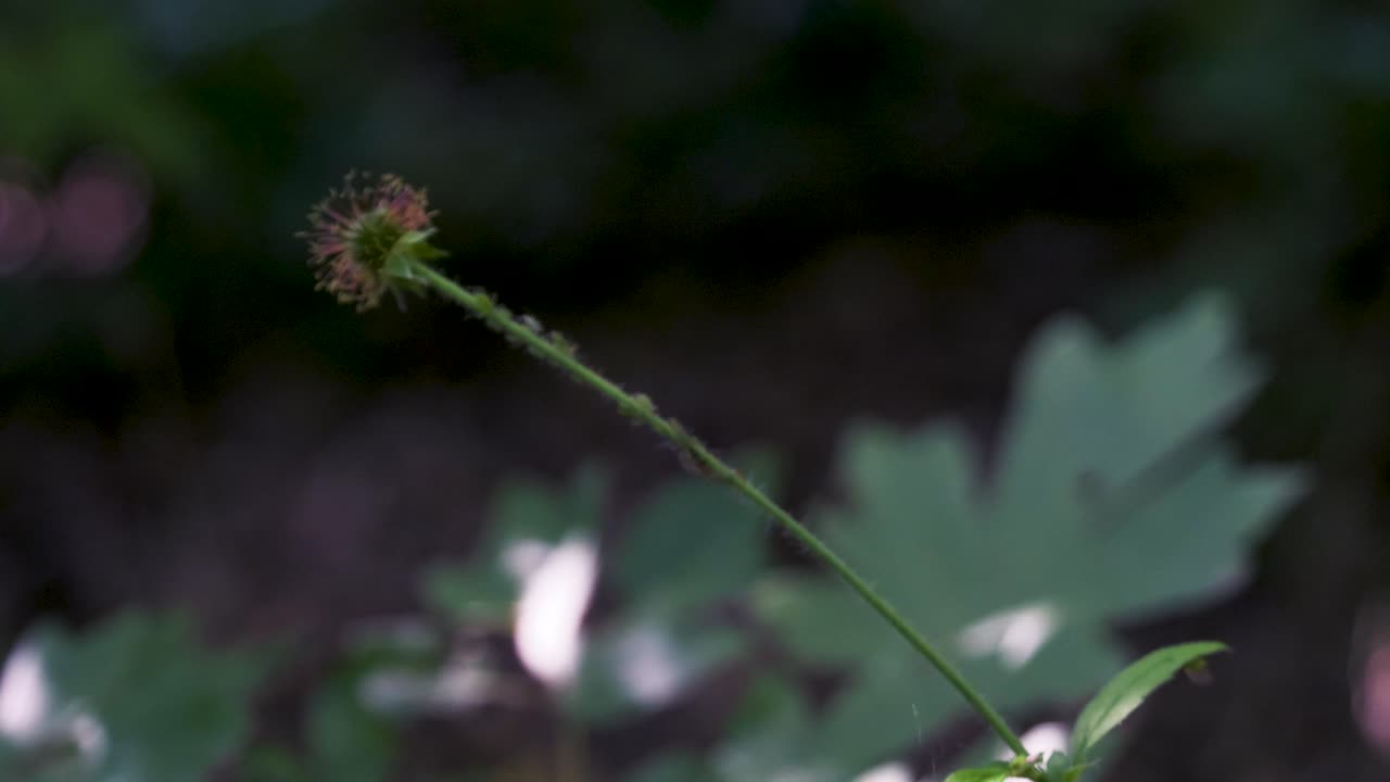 Wood avens, Geum urbanum, Nelkenwurz, yellow flower, wild herb, Immature fruit