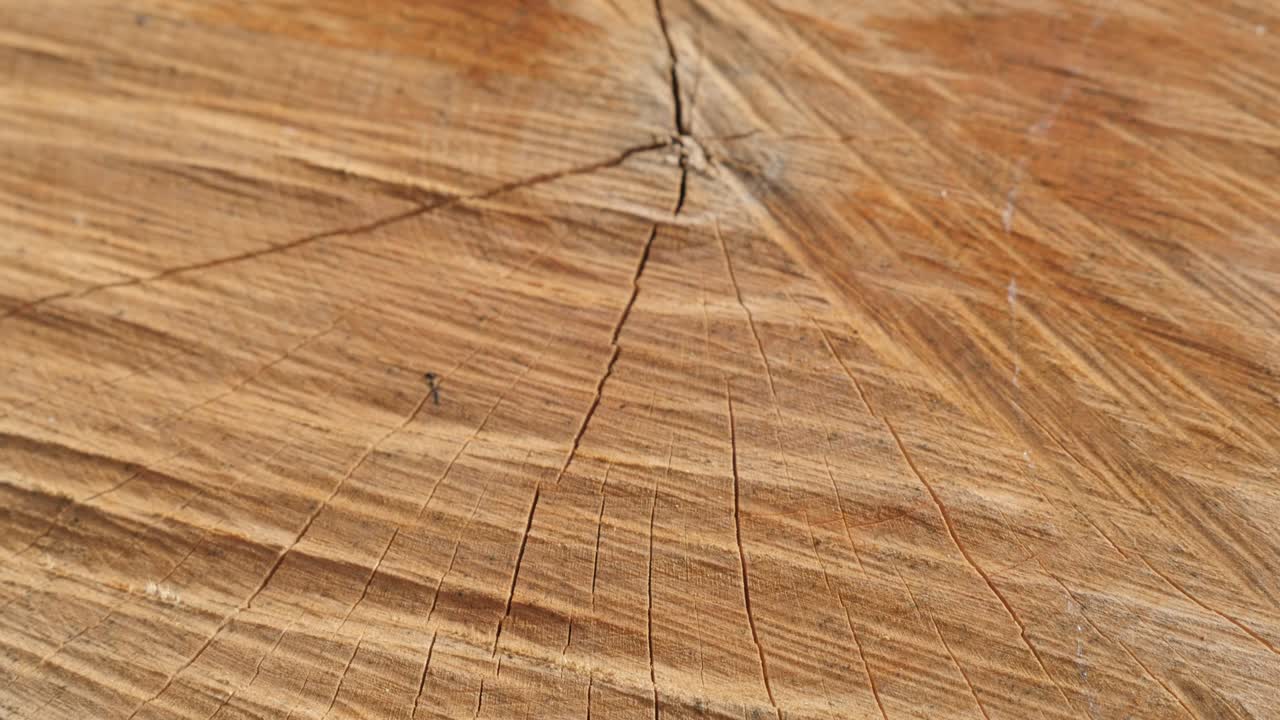 나무를 는 마울 (slow tilt, 4k, 2160p, 30fps) 로 만든 나무 의 표면 - 연간 반지와 균열이 있는 나무를 가로로 는 영상 3840x2160p