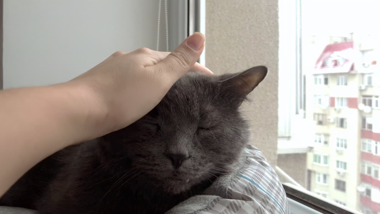 A relaxed grey cat sits comfortably on a soft surface, enjoying light petting from a human. Outside the window, city buildings are visible under a cloudy sky