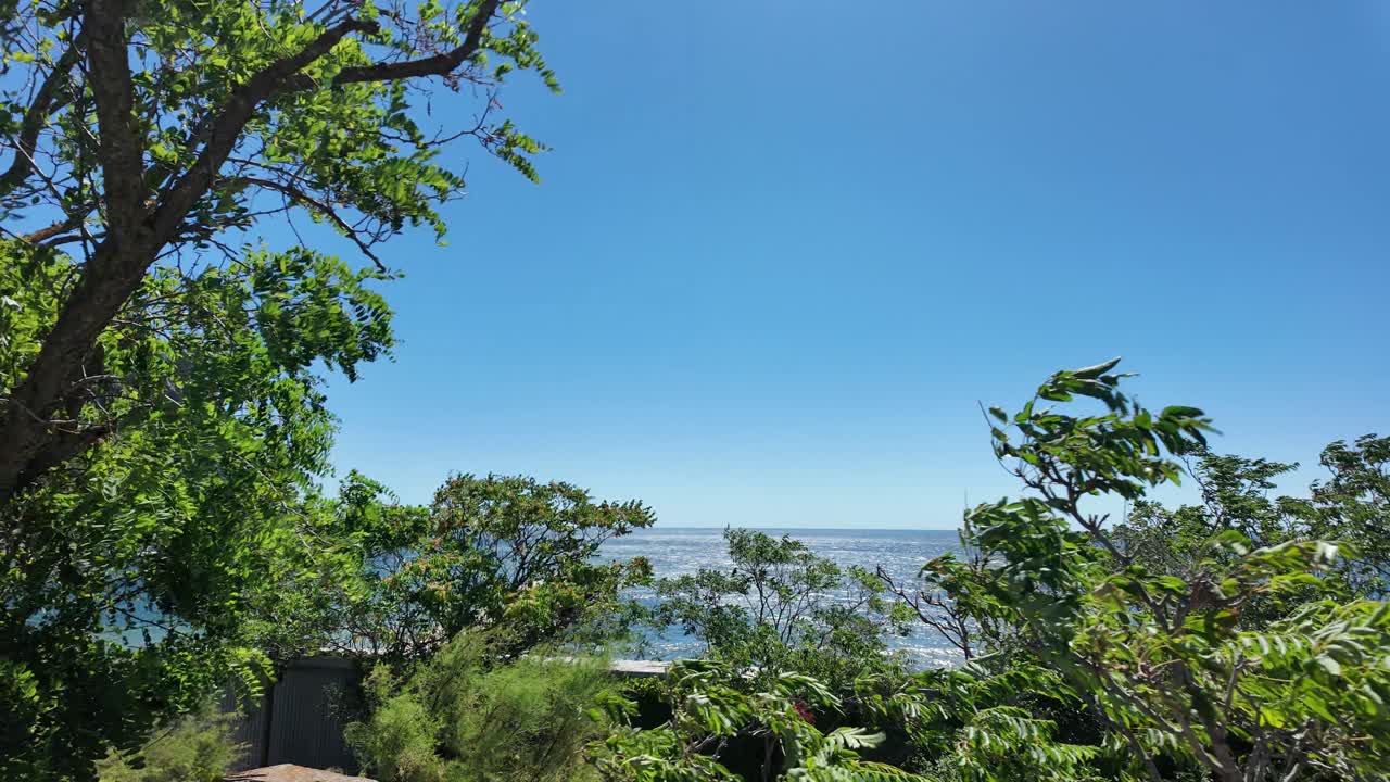 Ocean View Through Lush Green Trees on a Sunny Day